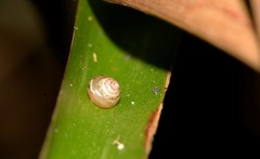 Coneuplecta calculosa