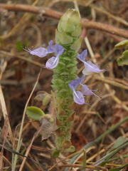 Coleus caninus