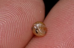 Coneuplecta calculosa