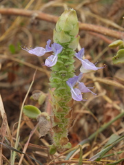 Coleus caninus