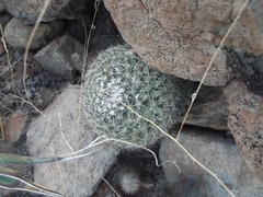 Mammillaria petrophila