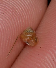 Coneuplecta calculosa