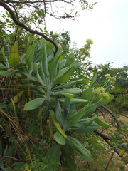Kleinia grandiflora