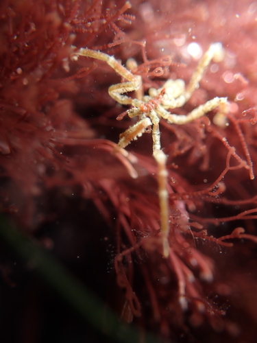 Hilgendorf's Sea Spider, Sunset Cliffs, San Diego, CA 92107, USA, photo 8 of 10