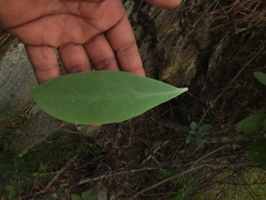 Kleinia grandiflora