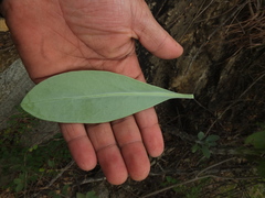 Kleinia grandiflora
