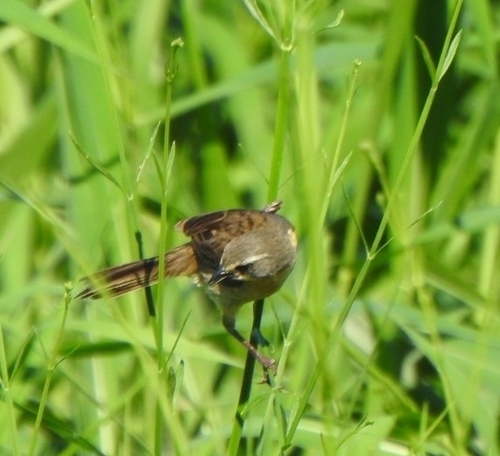 Long-tailed Reed Finch (Donacospiza albifrons), photo 7