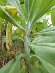 Kleinia grandiflora
