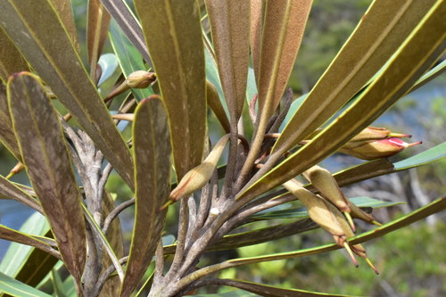 Planchonella baillonii