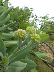 Kleinia grandiflora