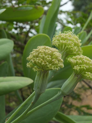 Kleinia grandiflora