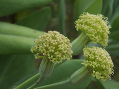 Kleinia grandiflora