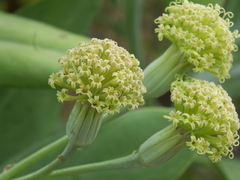 Kleinia grandiflora