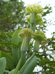 Kleinia grandiflora
