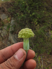 Kleinia grandiflora