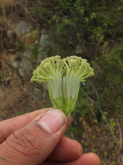 Kleinia grandiflora