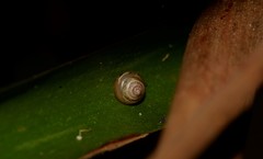 Coneuplecta calculosa