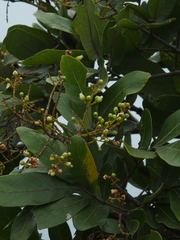 Sapindus emarginatus