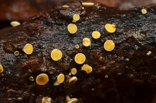 Erioscyphella brasiliensis in life
