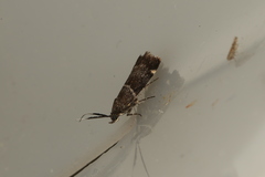 Lasiosticha canilinea