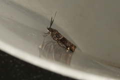 Lasiosticha canilinea