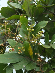 Sapindus emarginatus