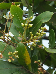 Sapindus emarginatus