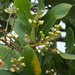 Sapindus emarginatus - Photo (c) Siddarth Machado,  זכויות יוצרים חלקיות (CC BY-NC), uploaded by Siddarth Machado