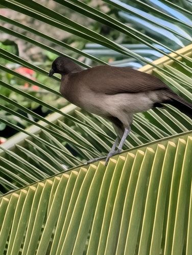 Grey-headed Chachalaca (Ortalis cinereiceps), photo 7