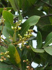 Sapindus emarginatus
