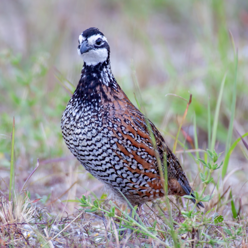 Florida Bobwhite