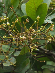Sapindus emarginatus