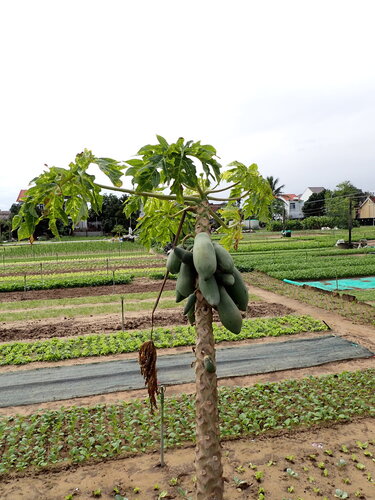 Papaya fruit on the plant