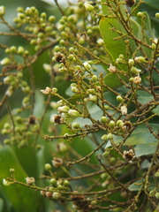Sapindus emarginatus
