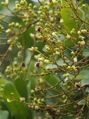 Sapindus emarginatus