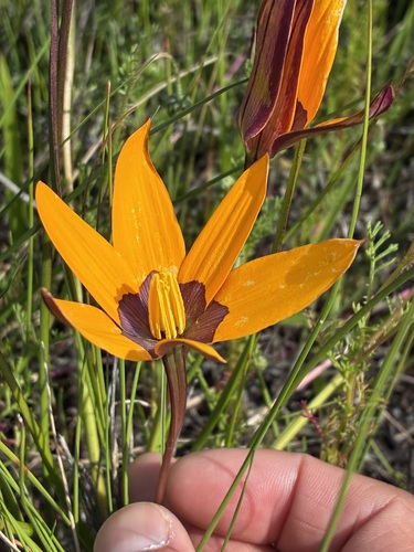 Browneye Capestar (Pauridia canaliculata)
