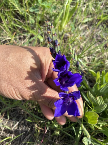 Baboon Flower (Babiana angustifolia)
