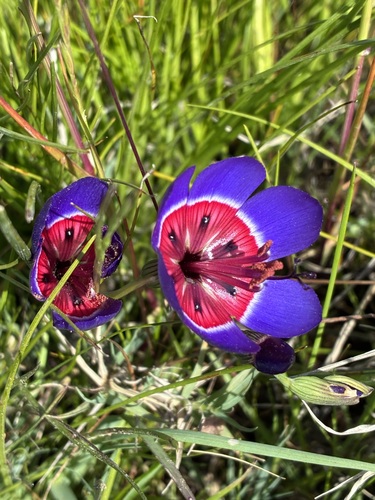 White-ring Wine-cups (Geissorhiza radians)