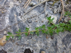 Thymus talijevii paucifolius