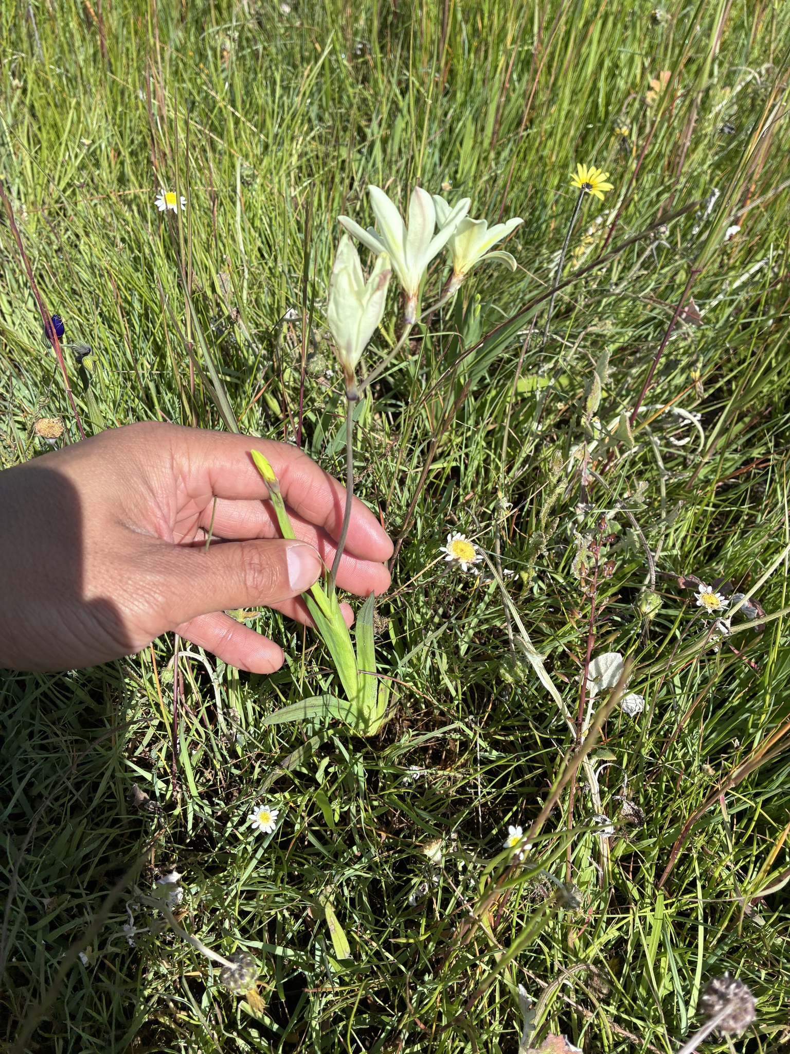 Butter Silklily (Sparaxis bulbifera)