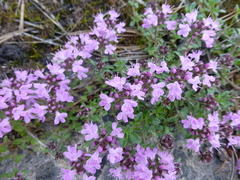 Thymus talijevii paucifolius