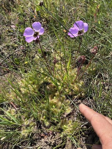 Drosera pauciflora