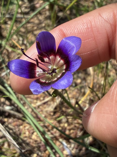 White Winecup (Geissorhiza monanthos)