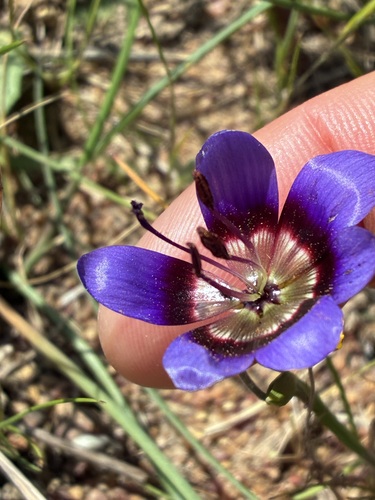 Geissorhiza monanthos