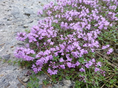Thymus talijevii paucifolius