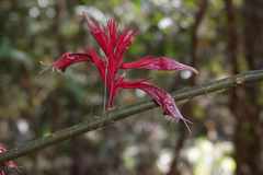 Cyclacanthus coccineus