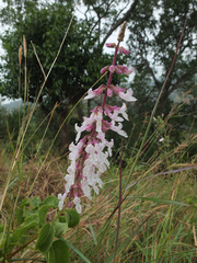 Orthosiphon thymiflorus
