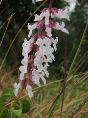 Orthosiphon thymiflorus