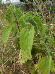 Orthosiphon thymiflorus