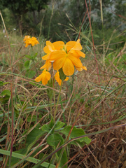 Crossandra infundibuliformis